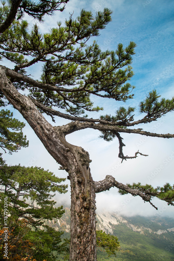 Fototapeta premium Crimean pine, or Pallas Pine (Latin Pinus nigra subsp. pallasiana) against a blue sky on a clear sunny day. Flora is the nature of a plant.