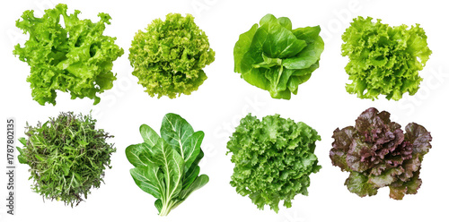 A assortment of fresh leafy greens arranged neatly. varieties such as romaine and butter lettuce. perfect for healthy meal preparations or culinary presentations