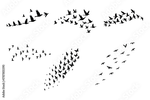 Black silhouettes of birds and butterflies flying flock