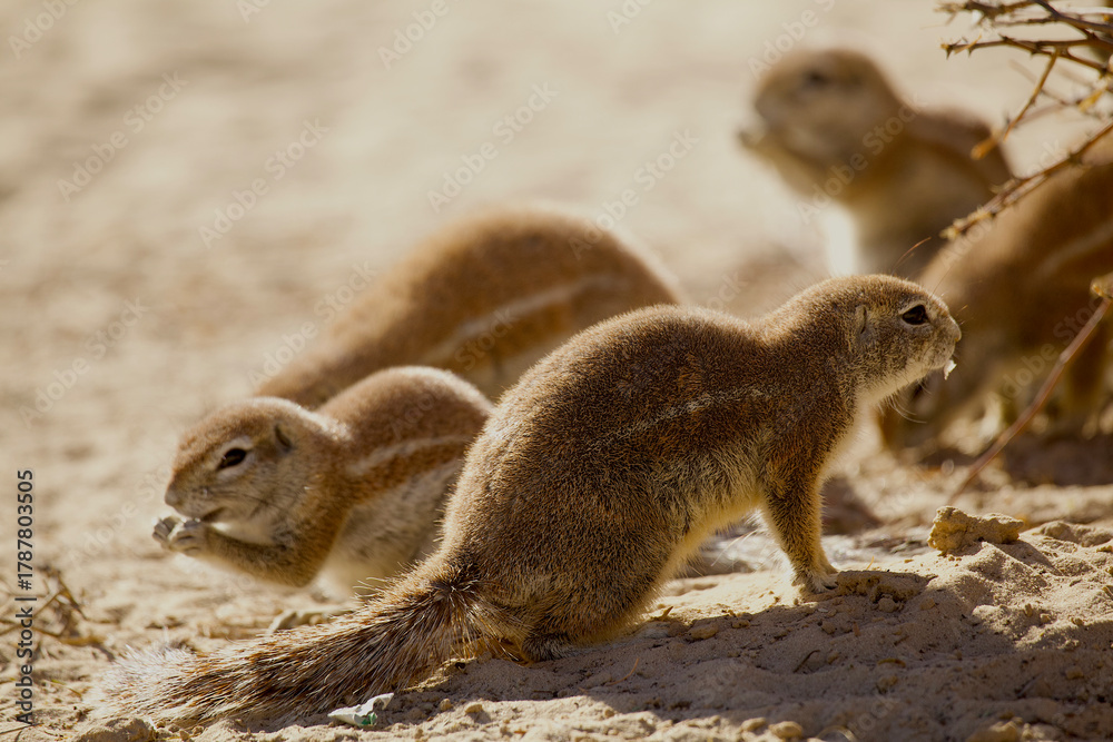Fototapeta premium ground squirrels in Kalahari 583