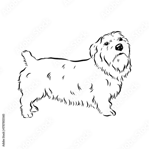 Glenn Imaal terrier, vector sketch