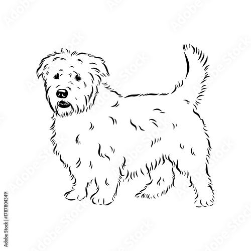 Glenn Imaal terrier, vector sketch