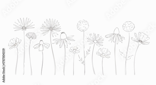 A hand-drawn illustration of various meadow flowers. Botanical, monochrome illustration for print, web, decoration, and design