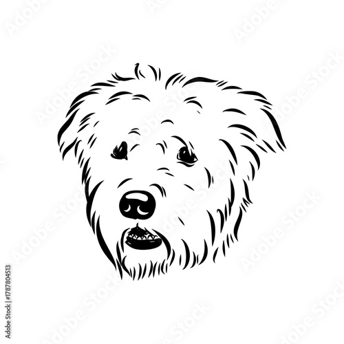 Glenn Imaal terrier, vector sketch