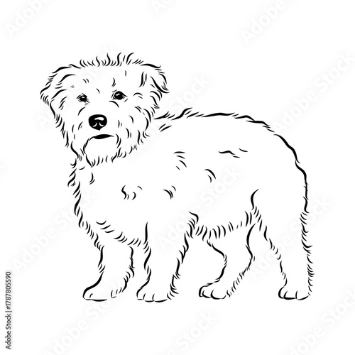 Glenn Imaal terrier, vector sketch