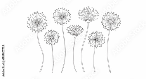 Delicate hand-drawn black and white line art of dandelion seed heads on a clean white background. Evokes spring, nature, and wishes