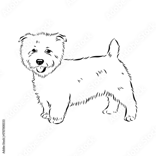 Glenn Imaal terrier, vector sketch