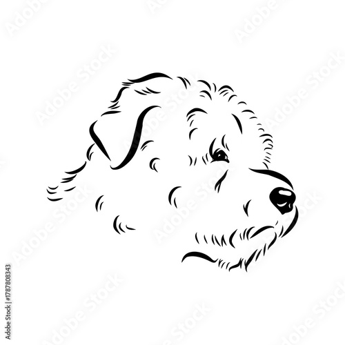 Glenn Imaal terrier, vector sketch