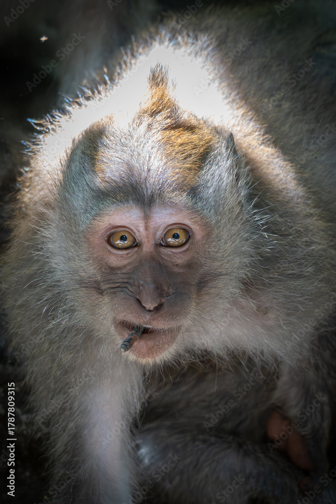 Obraz premium Close up portrait of a macaque looking straight into the camera