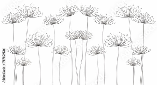 Elegant line art illustration of stylized allium or onion flowers with delicate detail, perfect for minimalist botanical background design or textile print