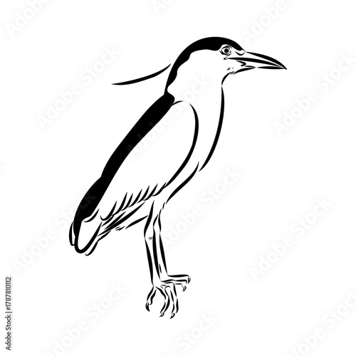 croaker bird, vector sketch