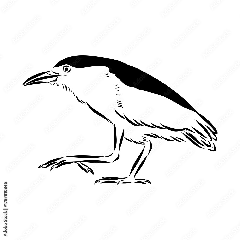 Fototapeta premium croaker bird, vector sketch