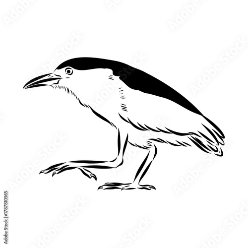 croaker bird, vector sketch