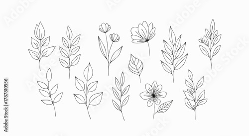 Hand-drawn botanical illustrations featuring various leaves and flowers
