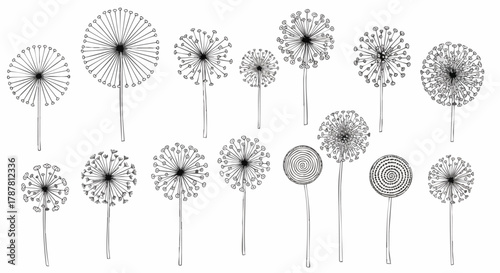 Ink illustration of dandelions with multiple styles on white background. Botanical floral hand drawn design