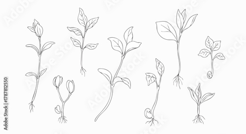 Line art illustrations of seedling growth stages, showing sprouts emerging from seeds with roots