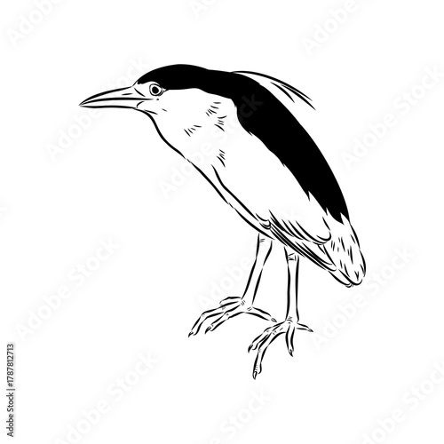 croaker bird, vector sketch