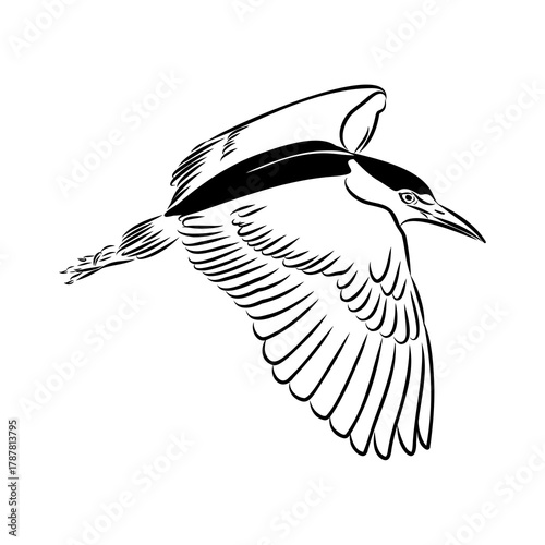 croaker bird, vector sketch