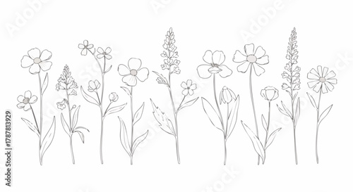 Minimalist line art illustration of assorted wild meadow flowers in a delicate botanical sketch style. Ideal for garden, nature, or spring designs