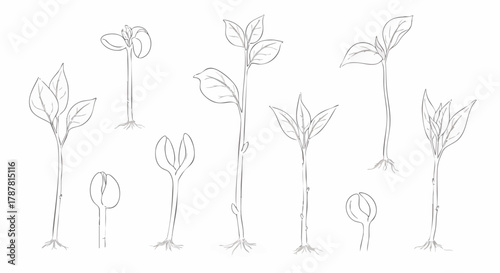 Set of hand-drawn sketch illustrations depicting various stages of seedling germination and early plant growth, ideal for biology education and environmental design