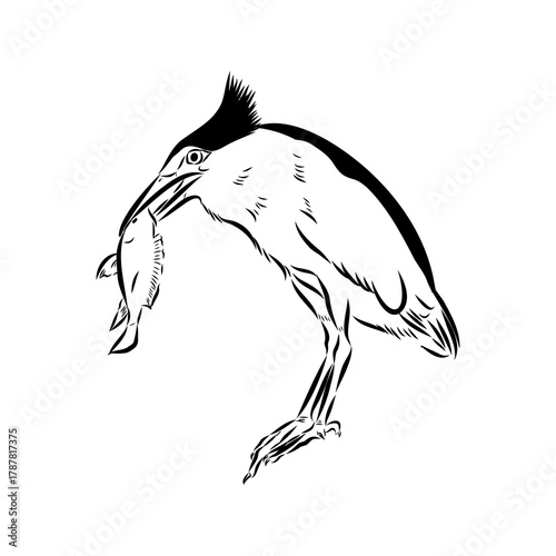 croaker bird, vector sketch