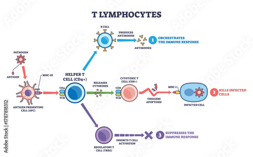 T lymphocytes diagram shows helper, cytotoxic, and regulatory T cells coordinating immunity, key objects, helper T cell, cytotoxic T cell, infected cell. Outline diagram