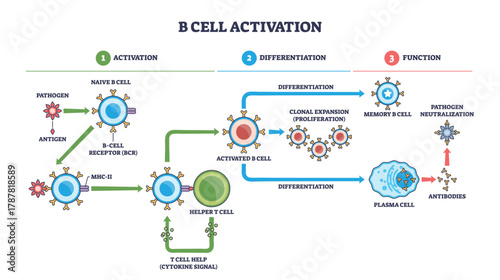 B cell activation pathway showing naive B cell, helper T cell, and antibodies, antigen signals drive clonal expansion to memory and plasma cells. Outline diagram