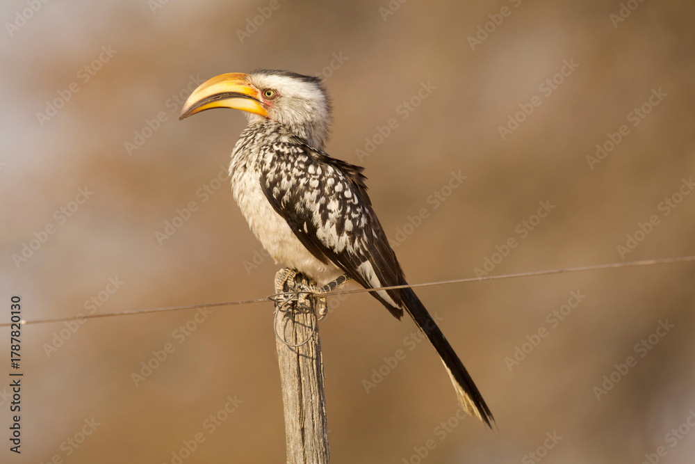 Obraz premium southern yellow-billed hornbill on a stake 062 