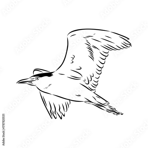 croaker bird, vector sketch