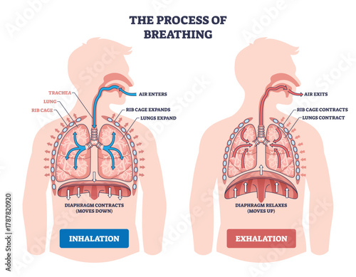 Breathing process shown through inhalation and exhalation with lungs, diaphragm, and rib cage illustrating airflow, expansion and contraction for gas exchange. Outline diagram