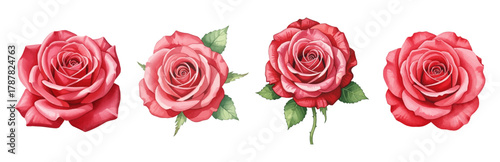 Watercolor Red Rose Flower