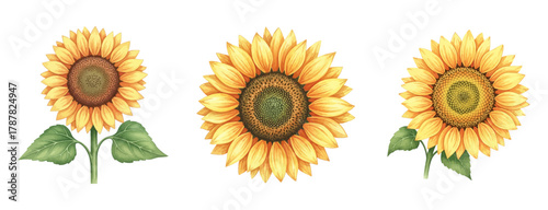 Water color Sunflowers