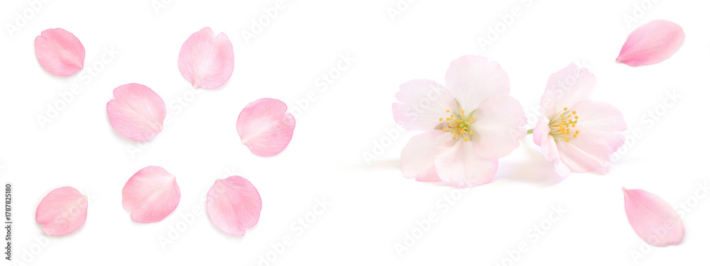 Naklejka premium 桜 花びら ピンク 春 白 背景 セット
