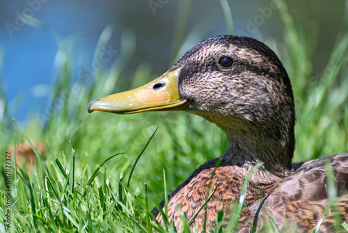 Portrait einer Stockente