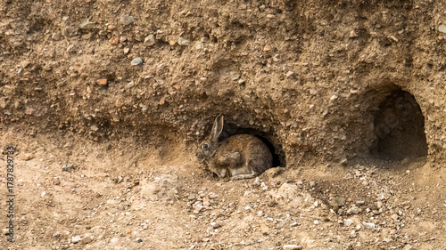 a little hare is sitting in the field. a hare in the desert