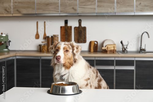 Cute Australian Shepherd do...