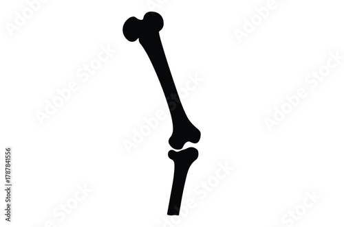 Human femur thigh bone silhouette vector illustration design on white background