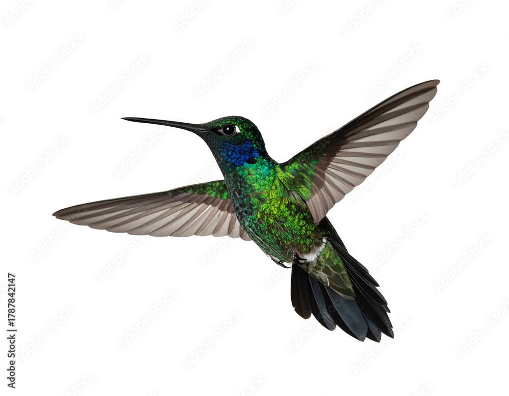 Fototapeta premium Tiny iridescent green bird hovering mid-air, wings spread wide