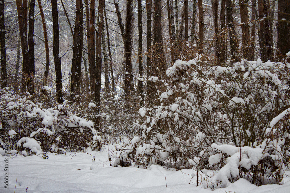 Fototapeta premium Beautiful Winter Landscape Background in a Pine and Deciduous Forest.