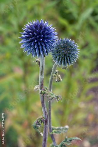 Blaue Kugeldistel