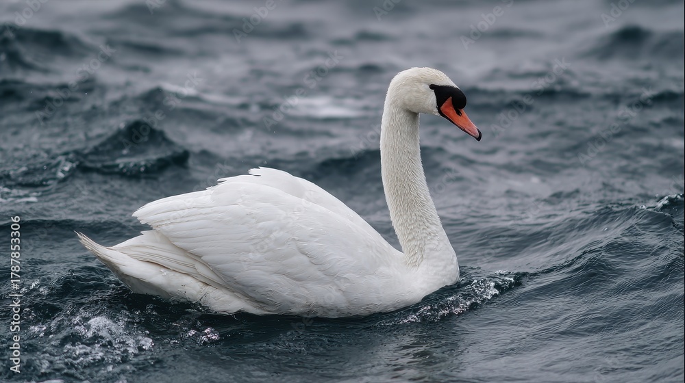 Fototapeta premium A lone white swan gliding in Lake Ontario