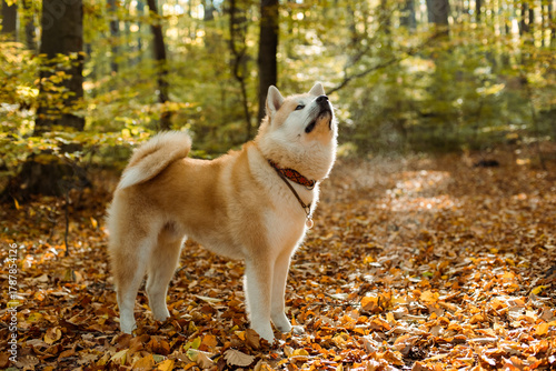 portrait of cute Japanese Akita puppy in autumn forest 