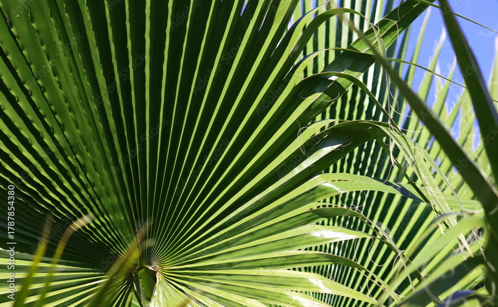 Fototapeta premium closeup nature view of palm leaves with blue sky background textures