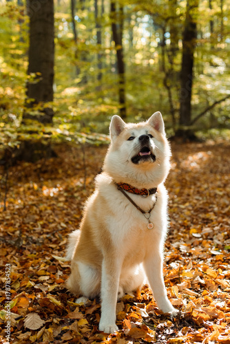 portrait of cute Japanese Akita puppy in autumn forest 