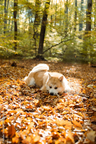 portrait of cute Japanese Akita puppy in autumn forest 