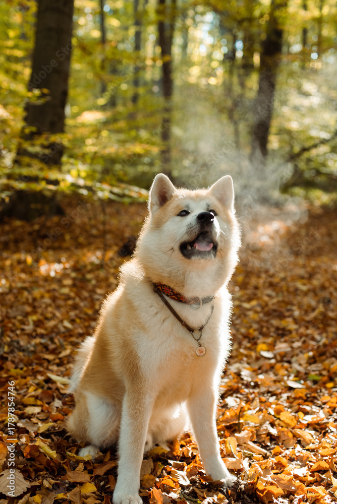 Obraz premium portrait of cute Japanese Akita puppy in autumn forest 