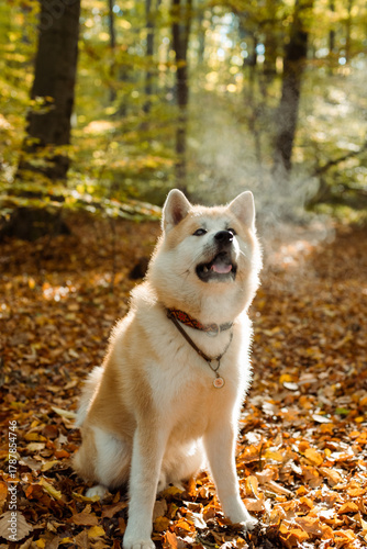 portrait of cute Japanese Akita puppy in autumn forest 