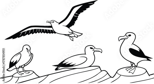 Graceful seabirds soar and rest on rocky shores, capturing coastal wildlife's serene beauty and freedom