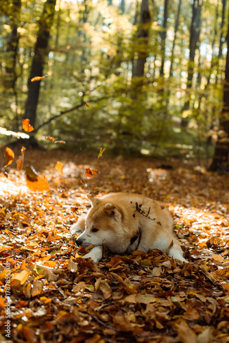 portrait of cute Japanese Akita puppy in autumn forest 