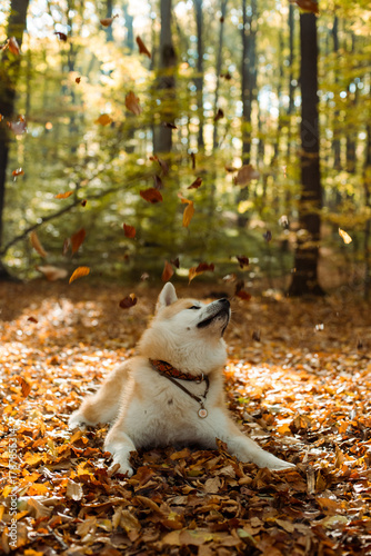 portrait of cute Japanese Akita puppy in autumn forest 